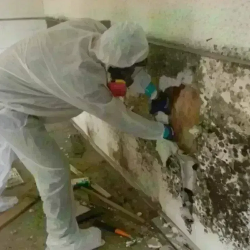 Mold Remediation and Removal in Harvey County, KS